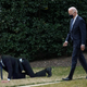 Illustration for article titled Biden Names Career Diplomat To Serve As White House Pet